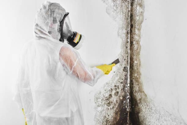 Best Mold Removal for HVAC Installations  in New Wilmington, PA